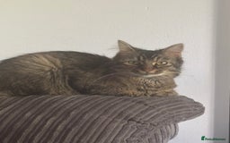 Mixed Breed cats for sale: 3 kittens - Image 6
