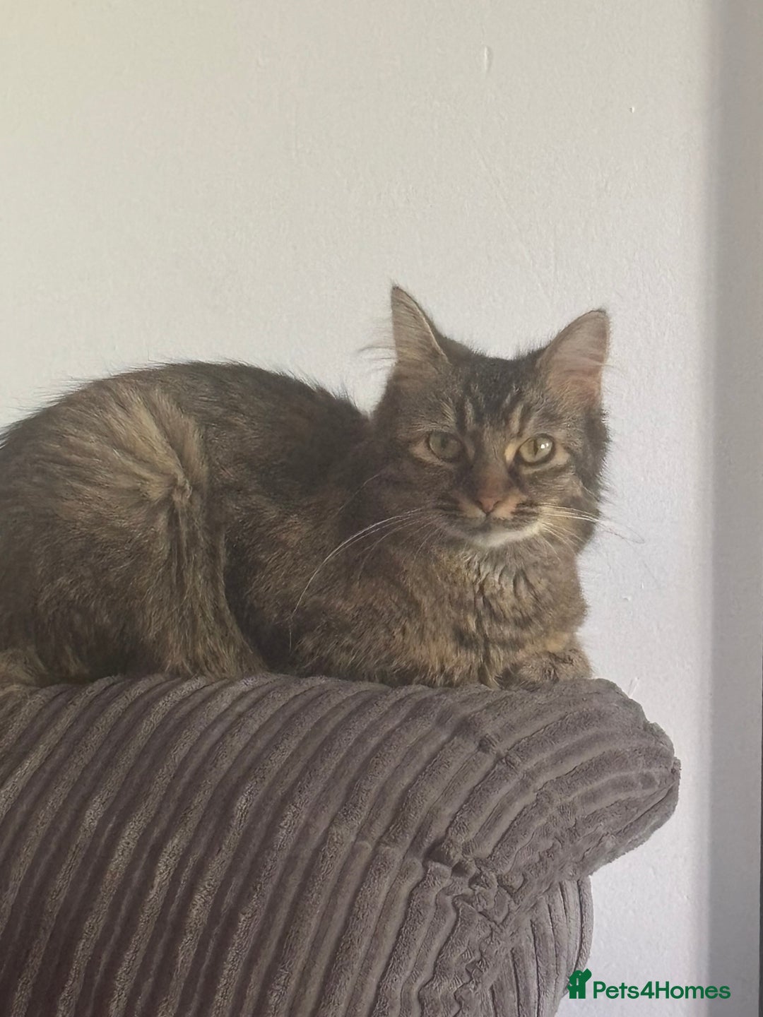Mixed Breed cats for sale: 3 kittens - Image 6