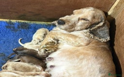 Cockapoo dogs for sale: F1 Cockapoo puppies  - Image 6