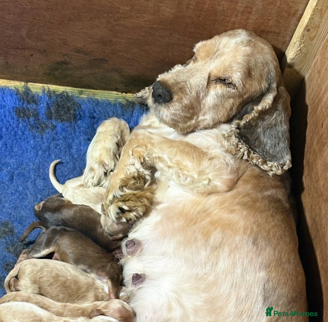 Cockapoo dogs for sale: F1 Cockapoo puppies  - Image 6