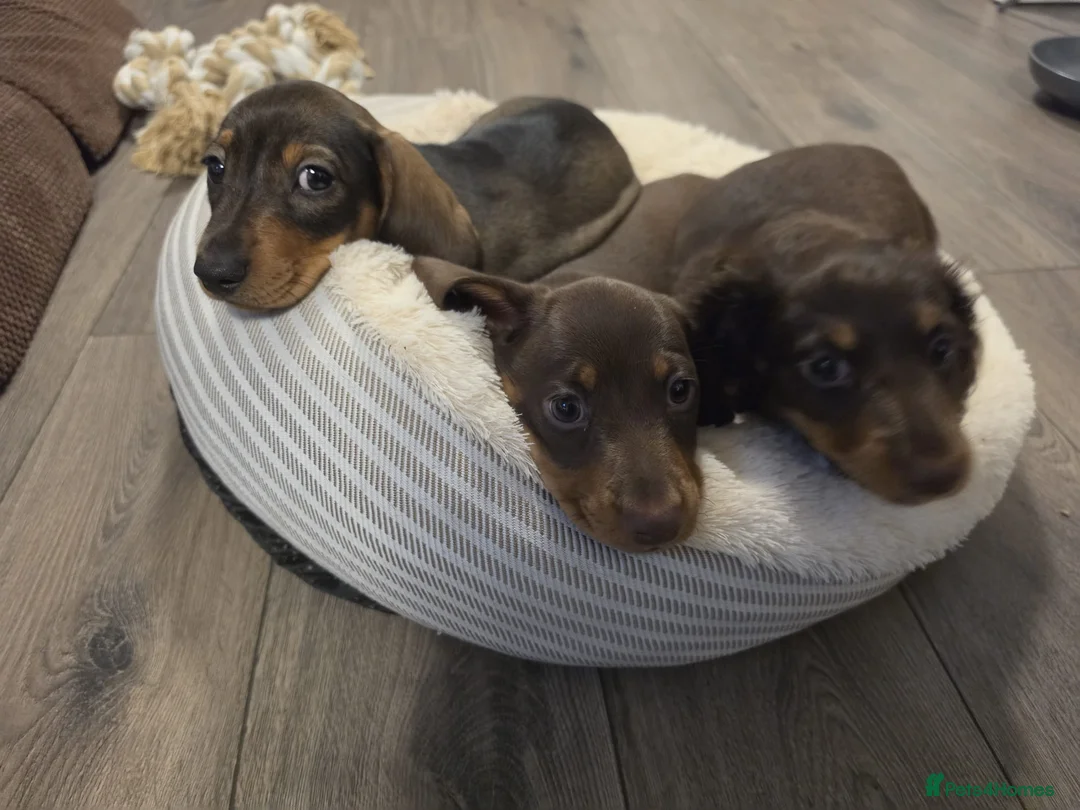 Miniature Dachshund dogs for sale: KC Registered boy ready for forever home - Advert 1