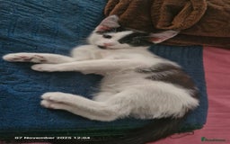 Mixed Breed cats for sale: 3 male kittens ready for rehoming - 9 weeks old  - Advert 4