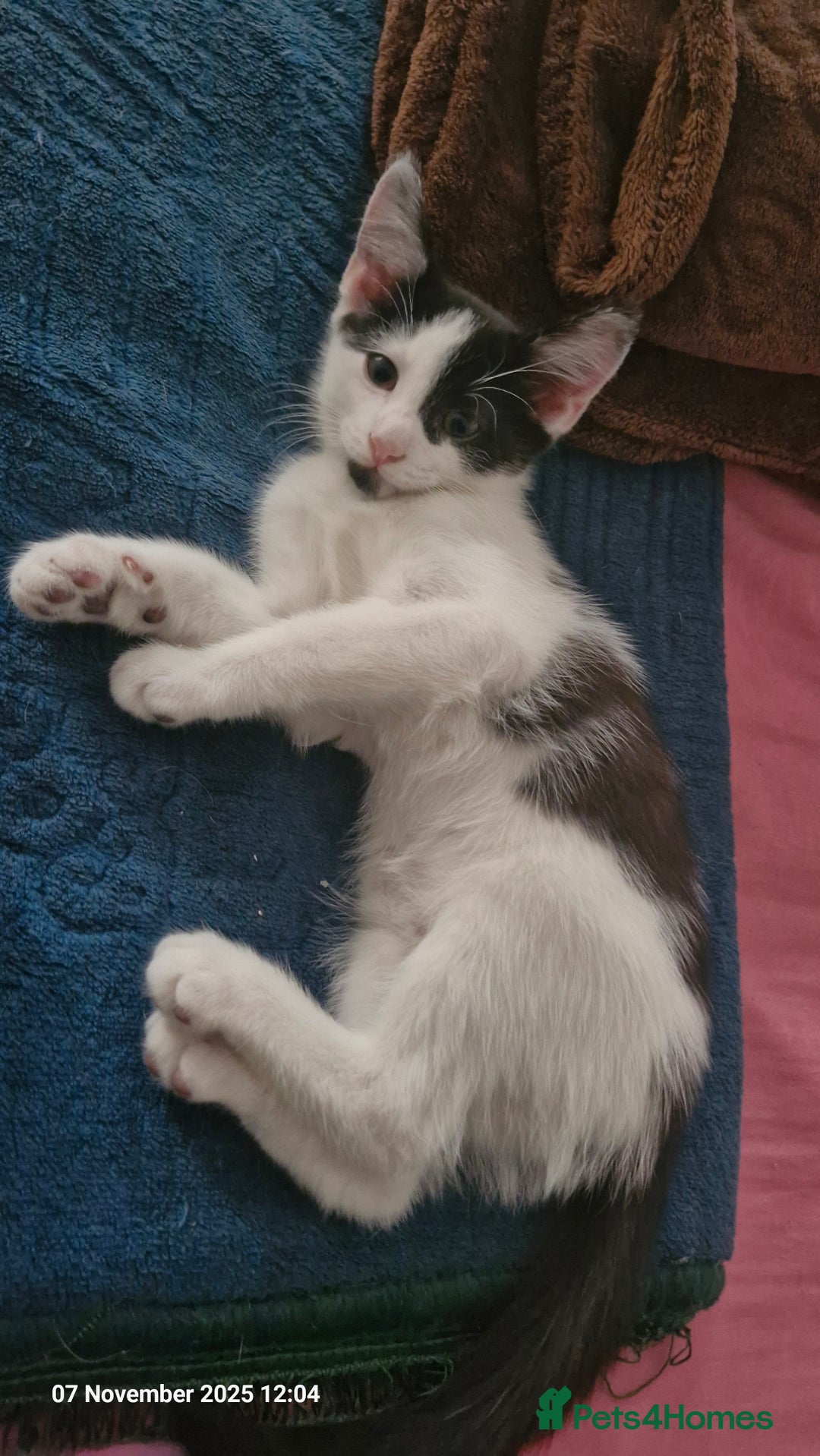 Mixed Breed cats for sale: 3 male kittens ready for rehoming - 9 weeks old  - Advert 4