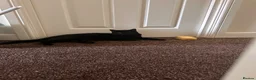 Mixed Breed cats for sale: 2 x female cats to be homed together  - Advert 10
