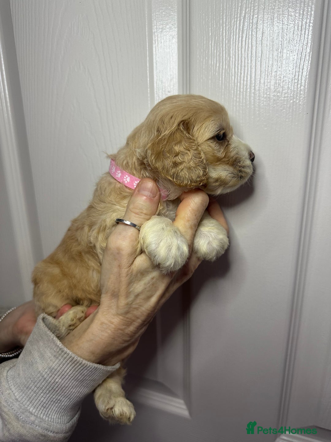 Cockapoo dogs for sale: Cockerpoo puppies  - Advert 27