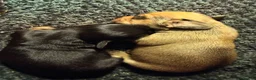 Miniature Dachshund dogs for sale: Last 2 ready to leave on 16th June - Advert 12