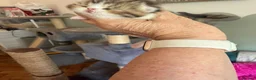 Exotic cats for sale: Beautiful Exotic kittens for sale  - Advert 4