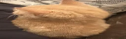Mixed Breed cats for sale: Beautiful friendly baby  - Advert 8
