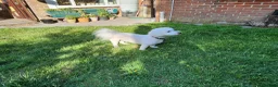 Bichon Frise dogs for stud: Charlie for stud not for sale  - Advert 7