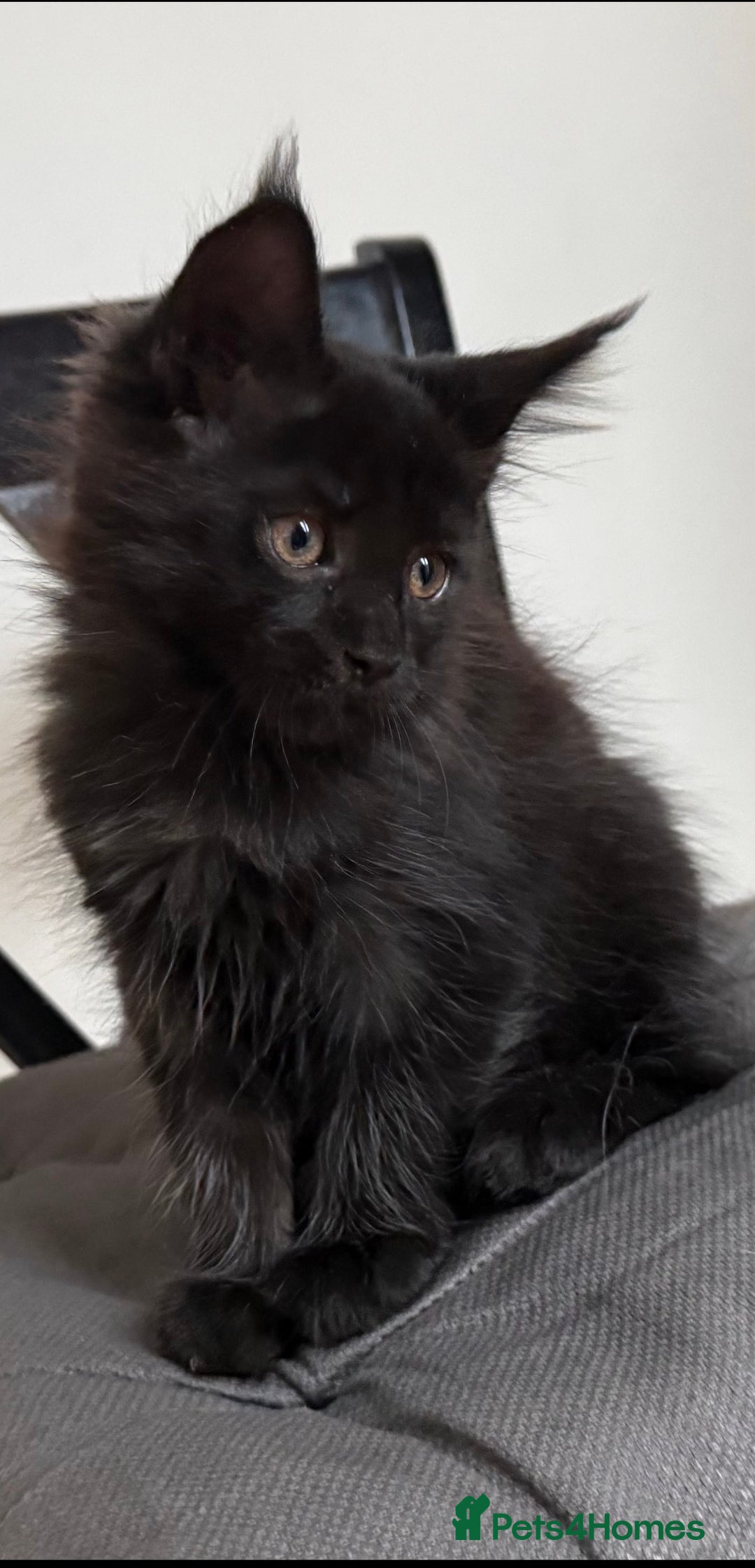 Maine Coon cats for sale: XXL CHAMPION RUSSIAN LINE.MAINE COON KITTENS - Advert 17