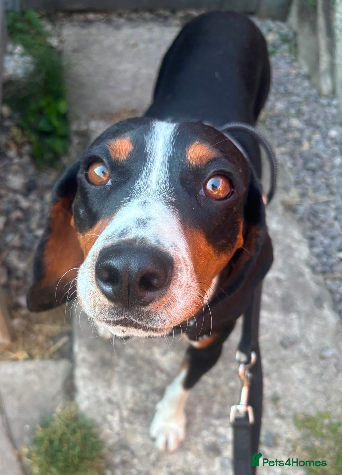 Mixed Breed dogs Bingo, male, 1.5 years old, good with dogs  - Advert 13