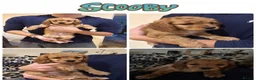 Cockapoo dogs for sale: ✨NOW READY 2 LEFT Golden Cockapoo Puppies✨ - Advert 10