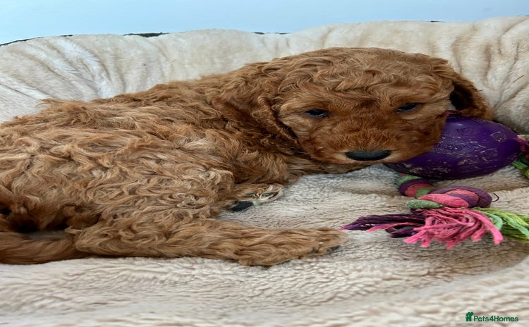 Cockapoo dogs - Advert 7