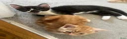 Mixed Breed cats for sale: Loving kittens looking for new family - Advert 4