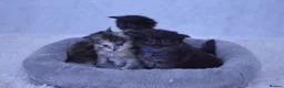 Maine Coon cats for sale: TICA Maine coon kittens - Advert 27