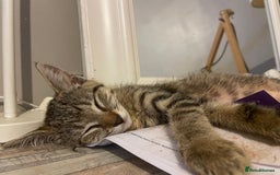 Domestic Shorthair cats for sale:  Tabby Kitten Female - Image 3