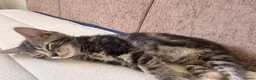 Domestic Shorthair cats for sale: Beautiful little kittens - Advert 10