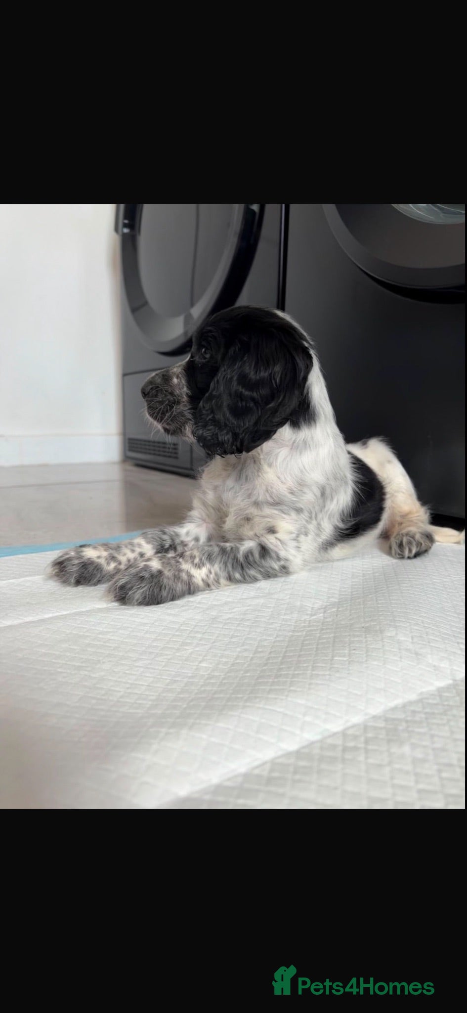 Cocker Spaniel dogs English Cocker Spaniel- Blue Roan, female. - Advert 1