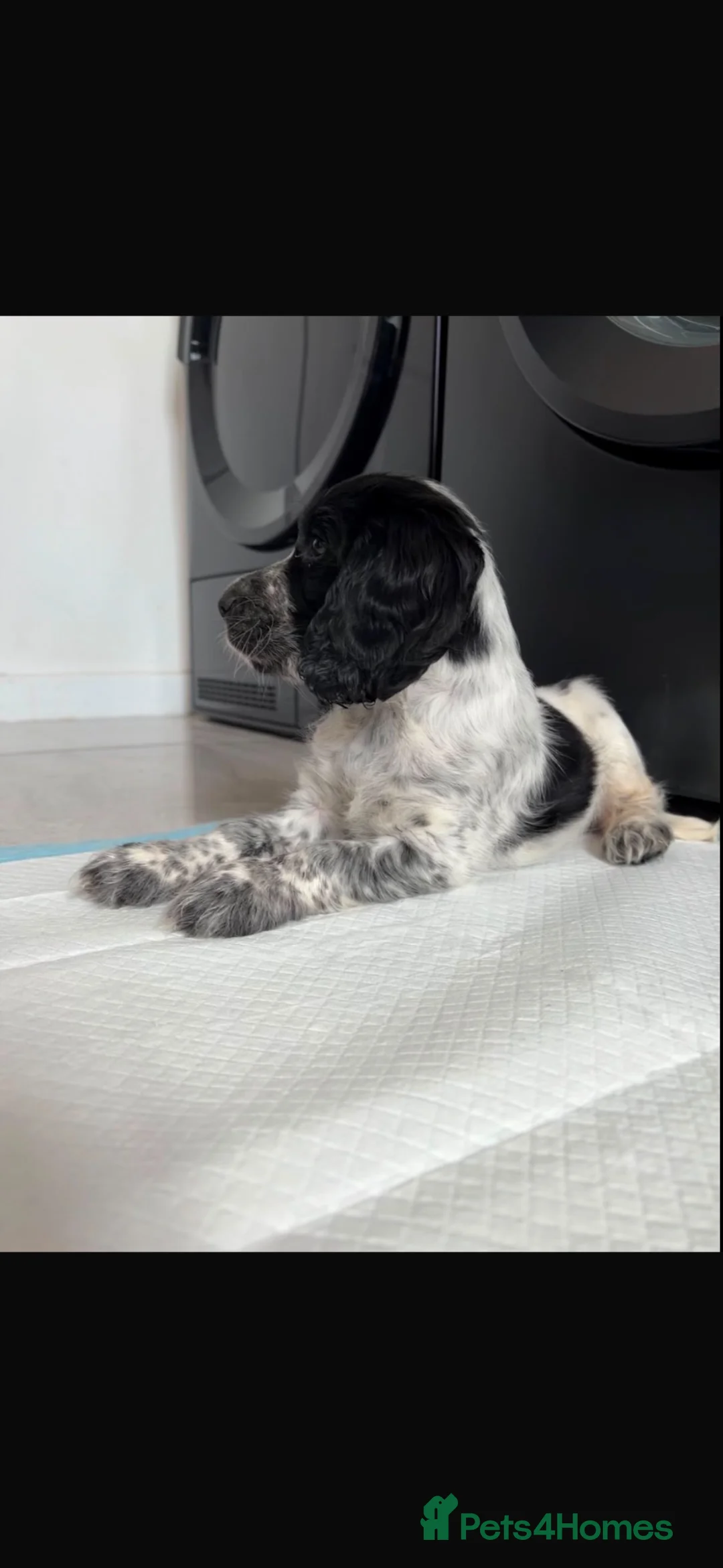 Cocker Spaniel dogs for sale: English Cocker Spaniel- Blue Roan, female. - Advert 1