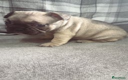 French Bulldog dogs for sale: French bulldog  - Image 12