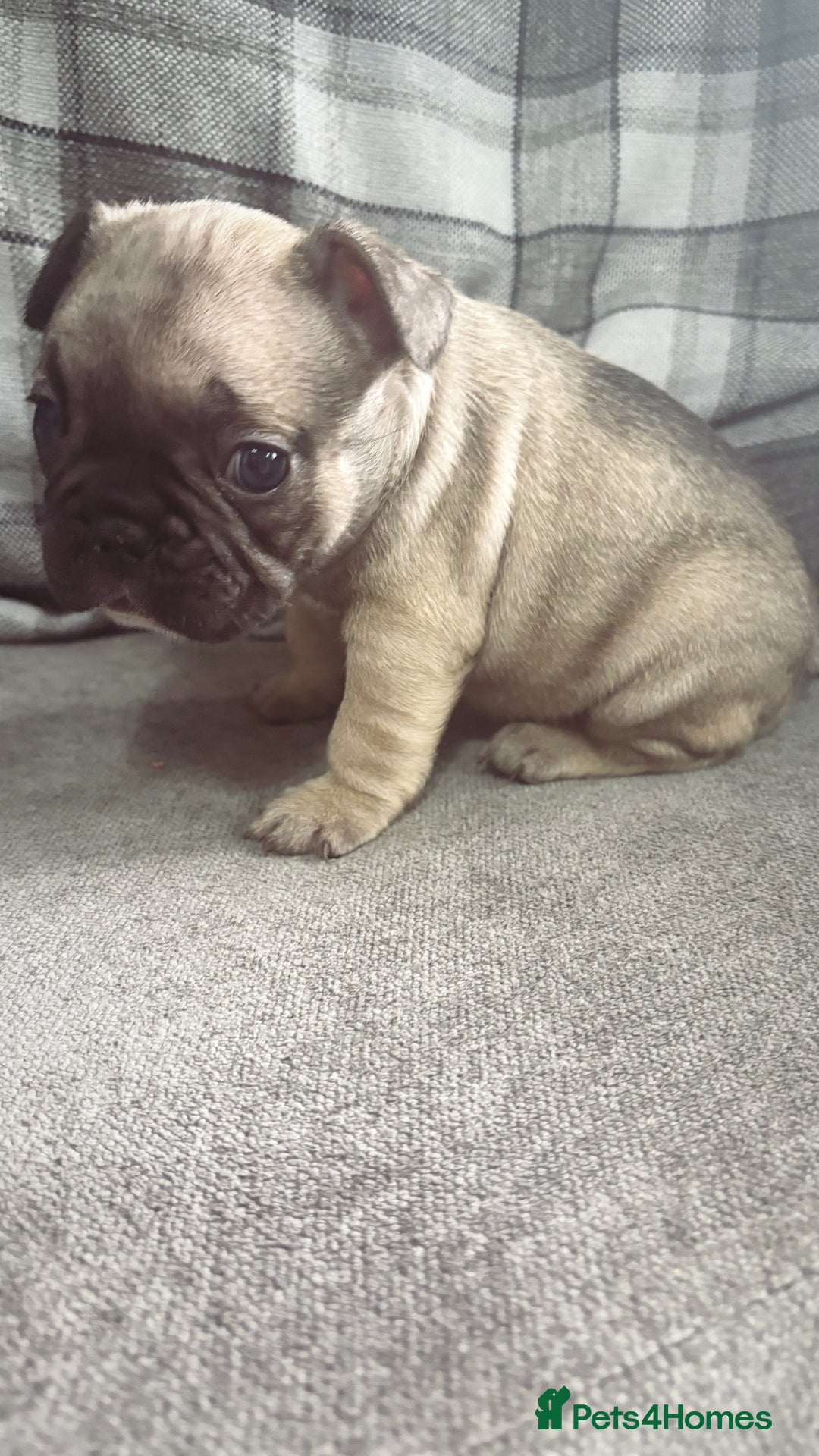 French Bulldog dogs for sale: French bulldog  - Image 12