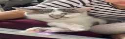 Mixed Breed cats for sale: FEMALE MIXED BREED  in Stoke-on-Trent - Advert 1