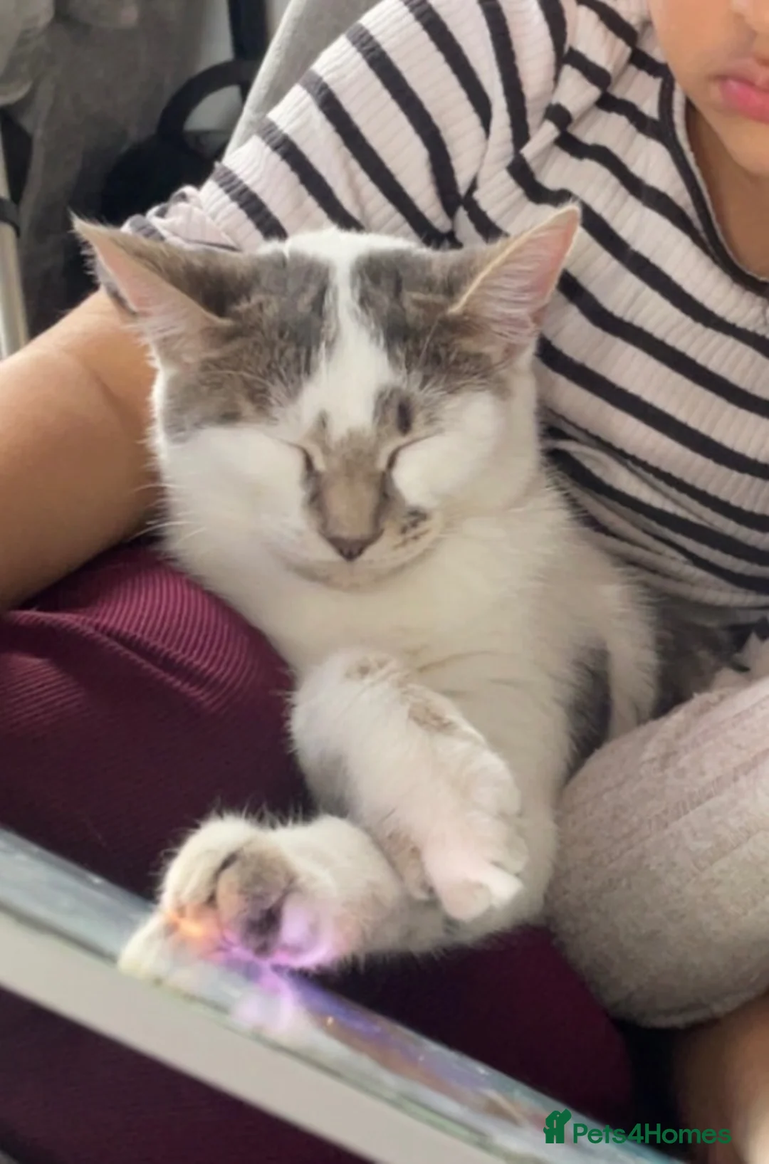 Mixed Breed cats for sale: FEMALE MIXED BREED  in Stoke-on-Trent - Advert 1