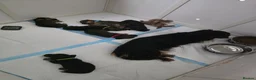 Dachshund dogs for sale: Miniature dachshunds puppies  - Advert 18