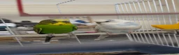 Budgerigars birds for sale: Two budgies for sale  in London - Advert 1