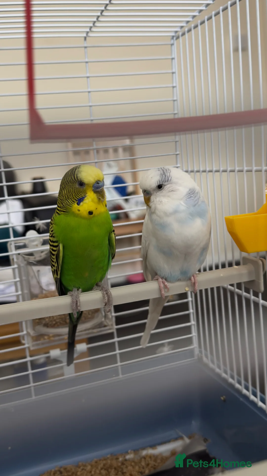 Budgerigars birds for sale: Two budgies for sale  in London - Advert 1