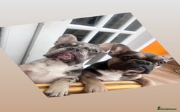 French Bulldog dogs for sale: 2 brothers for sale  - Image 2