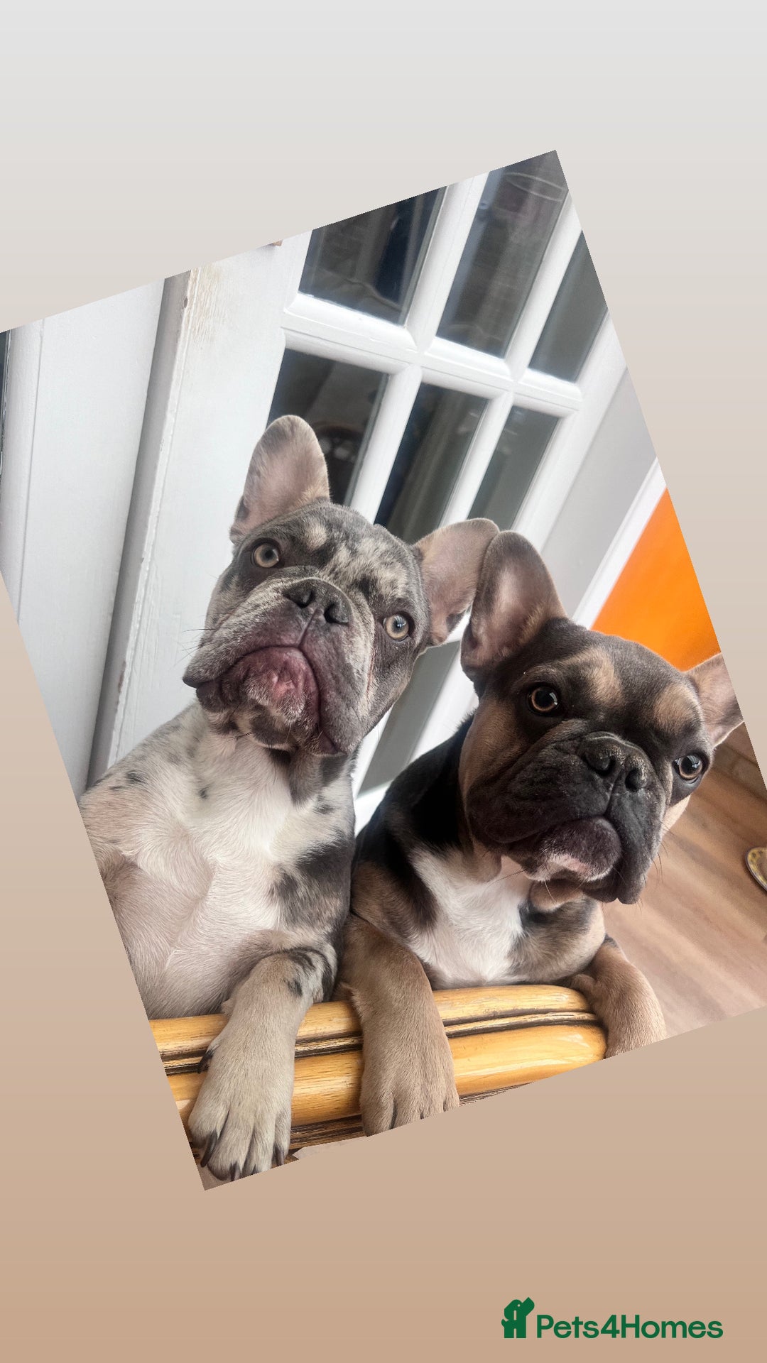 French Bulldog dogs for sale: 2 brothers for sale  - Image 2