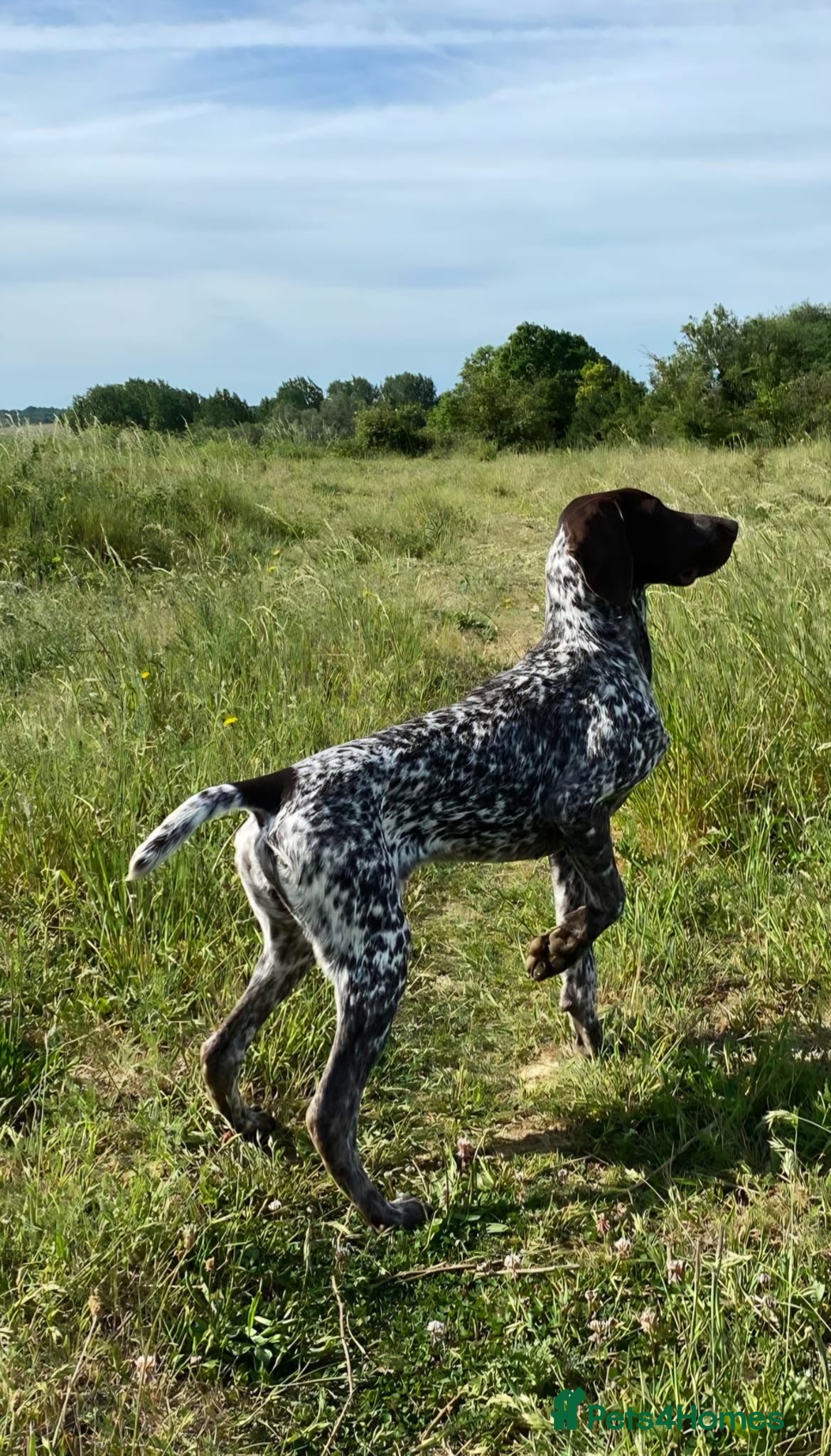 German Shorthaired Pointer dogs German short haired pointer 7 months old bitch - Advert 1