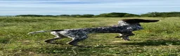 German Shorthaired Pointer dogs for sale: German short haired pointer 7 months old bitch - Advert 1