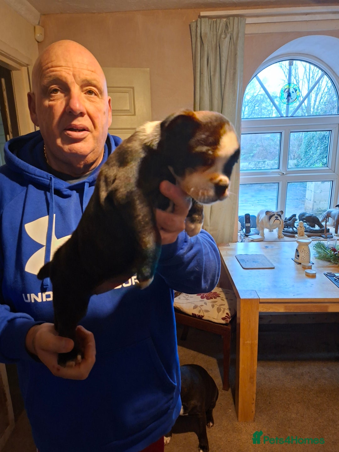 Mixed Breed dogs for sale: Big beautiful Bull Staffs  - Advert 4