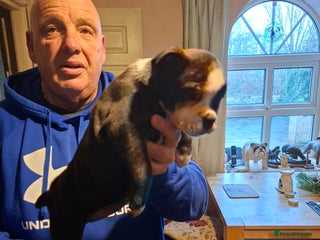 Mixed Breed dogs Big beautiful Bull Staffs - Advert 6