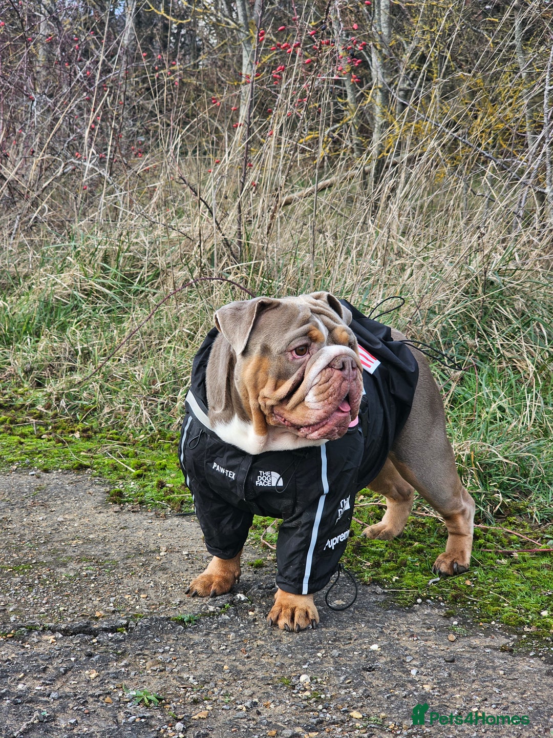 English Bulldog dogs for sale: English bulldog lilac female - Advert 2