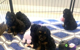 Standard Poodle dogs for sale: Phantom poodles - Image 6