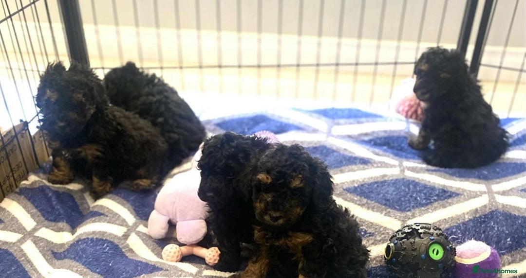 Standard Poodle dogs for sale: Phantom poodles - Image 6