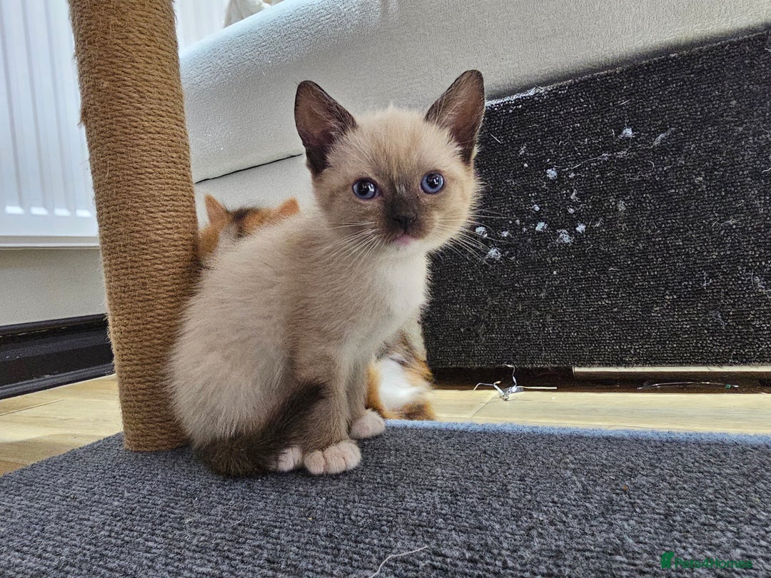 Ragdoll cats for sale: Soo cudly and playfull, two litters! - Advert 20