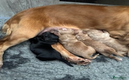 Cocker Spaniel dogs for sale: Golden KC working cocker spaniel puppies  - Image 13