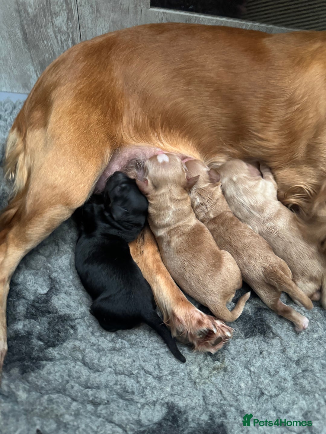 Cocker Spaniel dogs for sale: Golden KC working cocker spaniel puppies  - Image 13