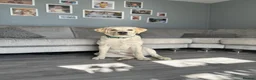 Labrador Retriever dogs for sale: KC Registered Labrador Retriever - Chance in Brighton - Advert 3