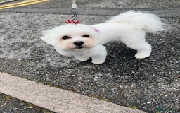 Maltese dogs for sale: Maltese One BoY  - Image 4