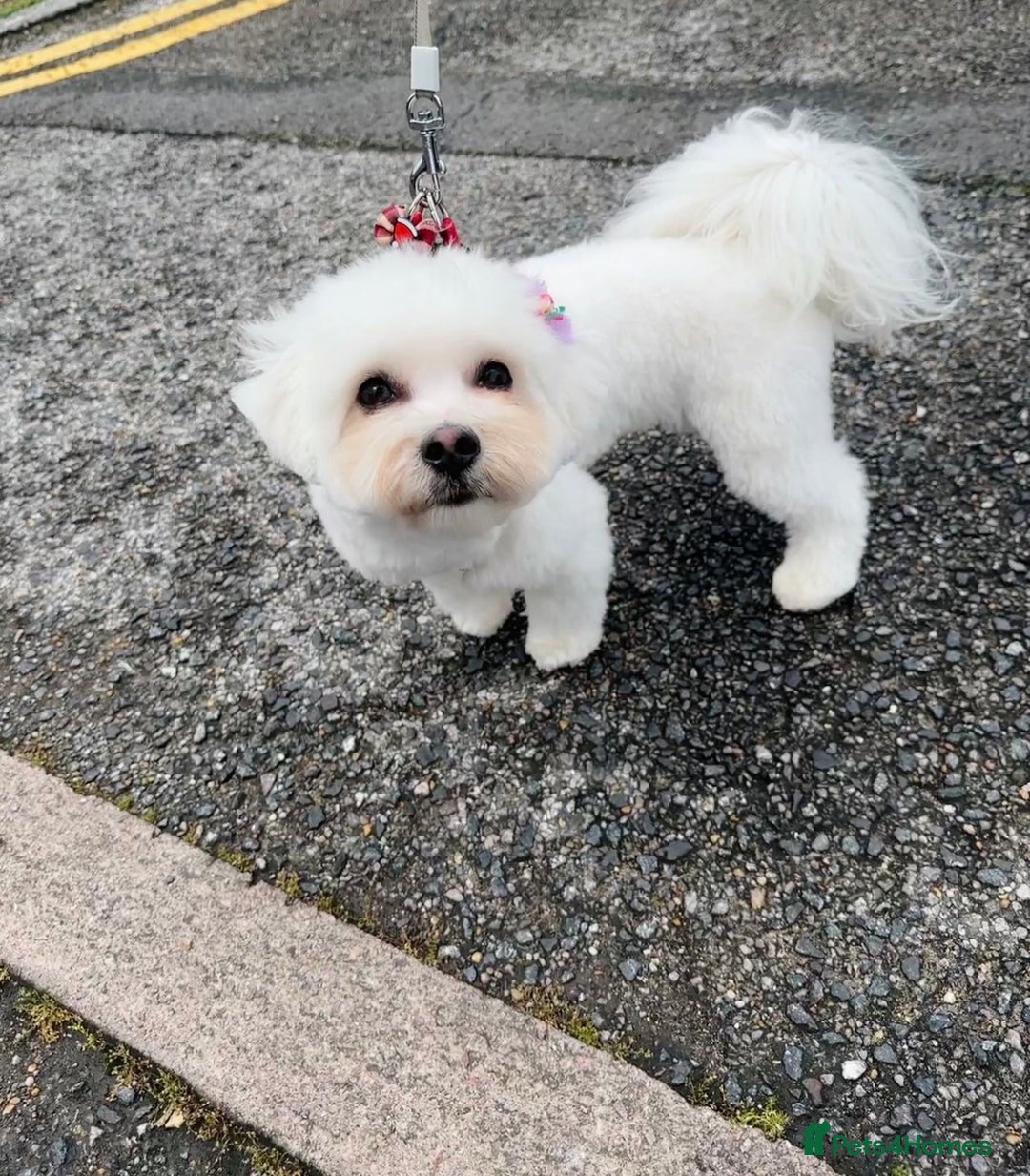 Maltese dogs for sale: Maltese One BoY  - Image 4