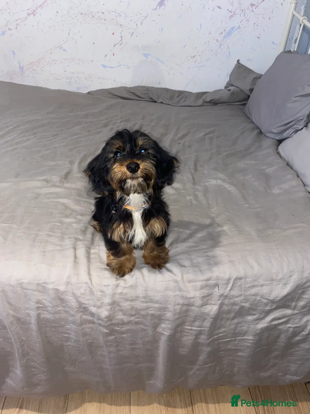 Mixed Breed dogs for sale: Sweet litter of pups for sale 2 males , 3 female in Stoke-on-Trent - Advert 8