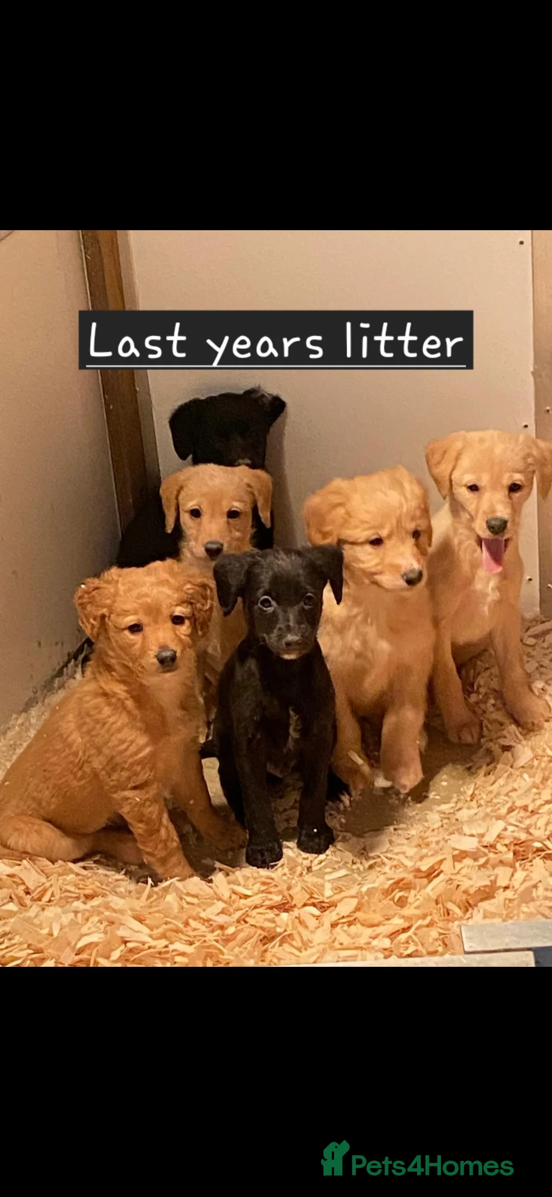 Mixed Breed dogs for sale: Miniature labradoodle X Whippet Puppies - Advert 2