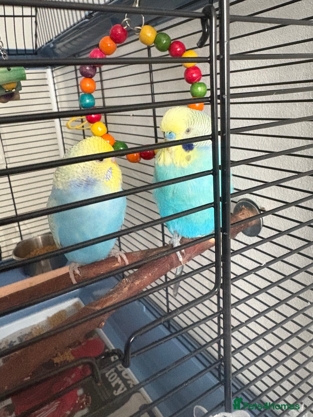 Budgerigars birds for sale: 2 beautiful semi tamed Budgie - Advert 3
