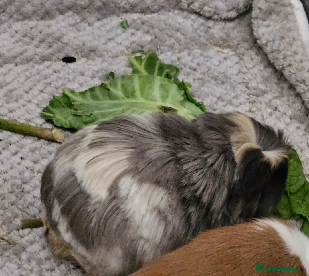 Guinea Pig rodents for sale: Beautiful Grey and white long haired Storm. - Advert 1