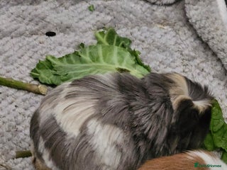 Guinea Pig rodents Beautiful Grey and white long haired Storm. - Advert 1